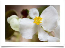 8 - Attempts at macro - Bill Rigby